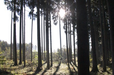 Waldimpressionen am Morgen